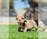 Small #9 English Bulldog
