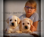 Small Photo #1 Labrador Retriever Puppy For Sale in Bucharest, Bucuresti, Romainia