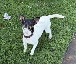 Mother of the Rat Terrier puppies born on 06/29/2025