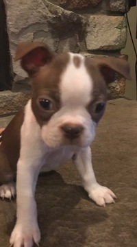 Medium Photo #1 Boston Terrier Puppy For Sale in BEND, OR, USA