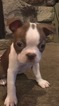 Small Photo #1 Boston Terrier Puppy For Sale in BEND, OR, USA