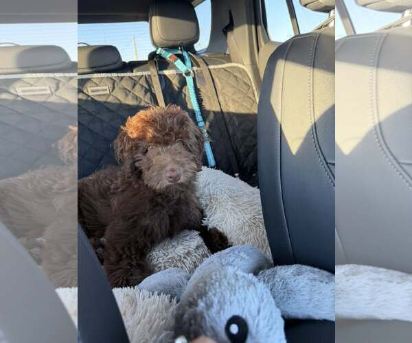 Medium Photo #3 Labradoodle Puppy For Sale in Turlock, CA, USA