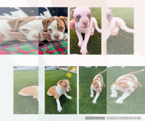 American Bulldog Litter for sale in HEMET, CA, USA