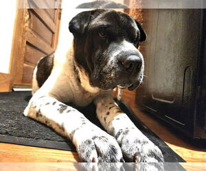 Bernard - Male Pug-Unknown Mix Dog for Adoption - Photo #7