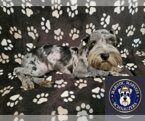 Medium Photo #1 Schnauzer (Miniature) Puppy For Sale in GONZALES, LA, USA