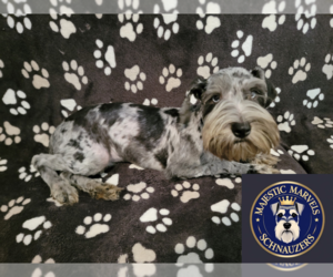 Schnauzer (Miniature) Puppy for sale in GONZALES, LA, USA
