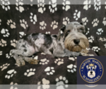 Image preview for Ad Listing. Nickname: Beau