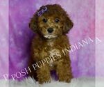 Small Photo #69 Poodle (Toy) Puppy For Sale in WARSAW, IN, USA
