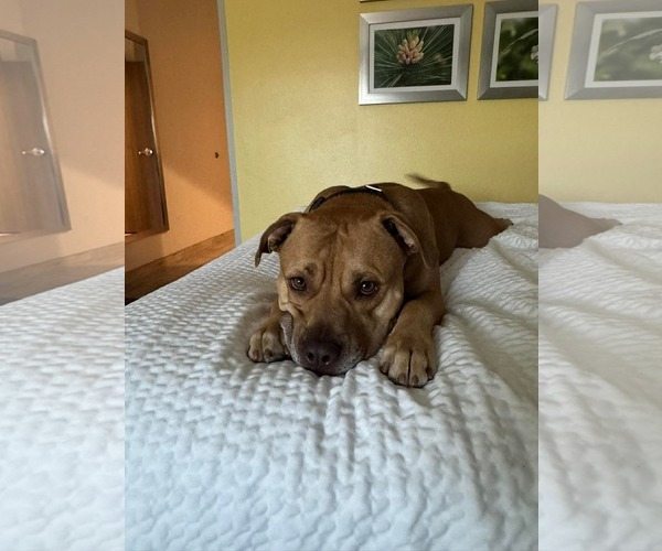 Medium Photo #5 American Pit Bull Terrier-Unknown Mix Puppy For Sale in Germantown, OH, USA