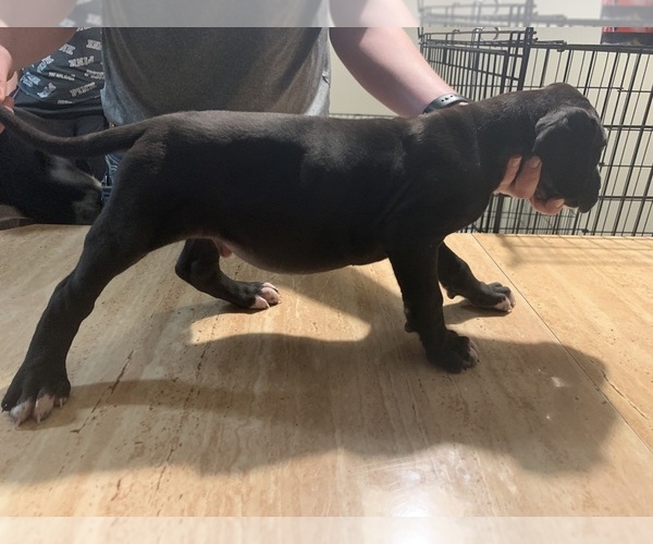 Medium Photo #1 Great Dane Puppy For Sale in MASCOTTE, FL, USA
