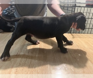 Great Dane Puppy for sale in MASCOTTE, FL, USA