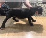 Small Photo #1 Great Dane Puppy For Sale in MASCOTTE, FL, USA