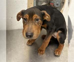 Chinese Shar-Pei-Doberman Pinscher Mix Dogs for adoption in San Andreas, CA, USA
