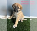 Small #1 German Shepherd Dog