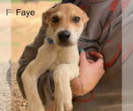 Small Labrador Retriever Mix