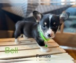Small Photo #2 Pembroke Welsh Corgi Puppy For Sale in PERKINSVILLE, VT, USA