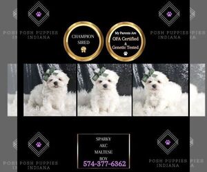 Maltese Puppy for sale in WARSAW, IN, USA