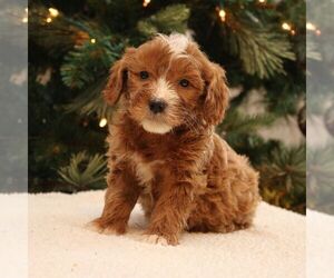 Goldendoodle-Labrador Retriever Mix Puppy for sale in NARVON, PA, USA