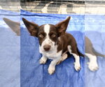 Small Australian Shepherd-Chihuahua Mix
