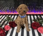 Small #10 Poodle (Standard)