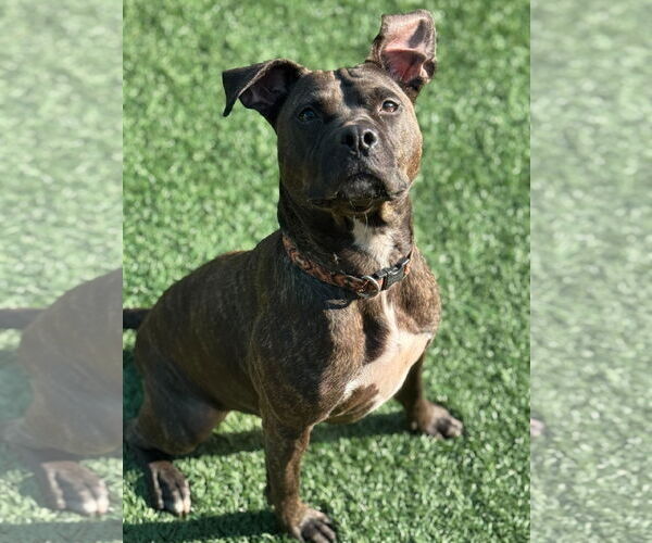 Medium Photo #1 American Bulldog-Mountain Cur Mix Puppy For Sale in New Orleans, LA, USA