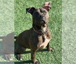 Small American Bulldog-Mountain Cur Mix