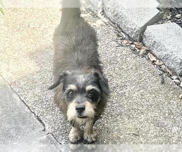 Medium Photo #1 Cairn Terrier-Unknown Mix Puppy For Sale in Houston, TX, USA