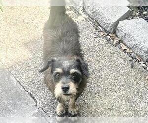 Cairn Terrier-Unknown Mix Dogs for adoption in Houston, TX, USA