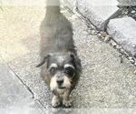 Small Cairn Terrier Mix