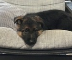 Small Photo #4 German Shepherd Dog Puppy For Sale in MARYSVILLE, WA, USA