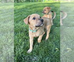 Small #2 Mutt
