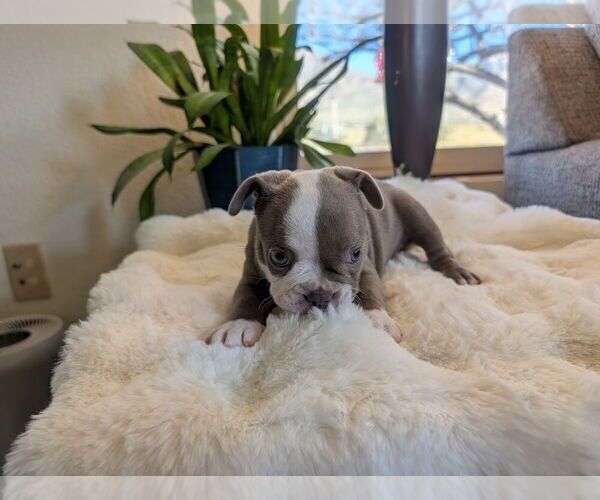 Medium Photo #5 Faux Frenchbo Bulldog Puppy For Sale in LAS CRUCES, NM, USA