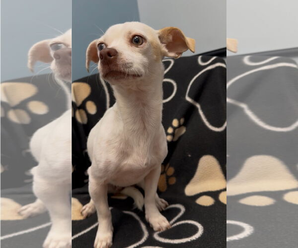 Medium Photo #3 Chiweenie Puppy For Sale in Weston, FL, USA