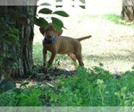 Small #4 Vizsla