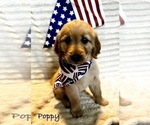 Small #1 Golden Retriever