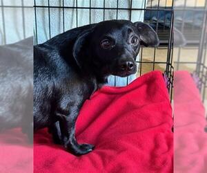 Chiweenie Dogs for adoption in Redlands, CA, USA