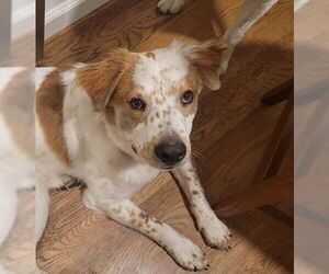 Brittany-Unknown Mix Dogs for adoption in Winter Park, CO, USA