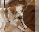Small Brittany Mix