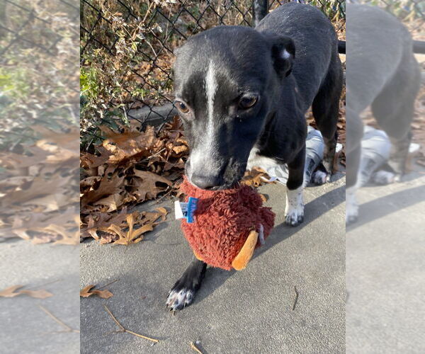 Medium Photo #3 Mutt Puppy For Sale in Elmsford, NY, USA