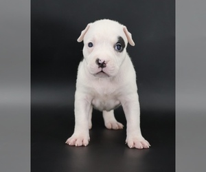 American Bully Puppy for sale in CHAMPAIGN, IL, USA
