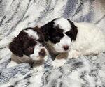 Small #3 Poodle (Miniature)