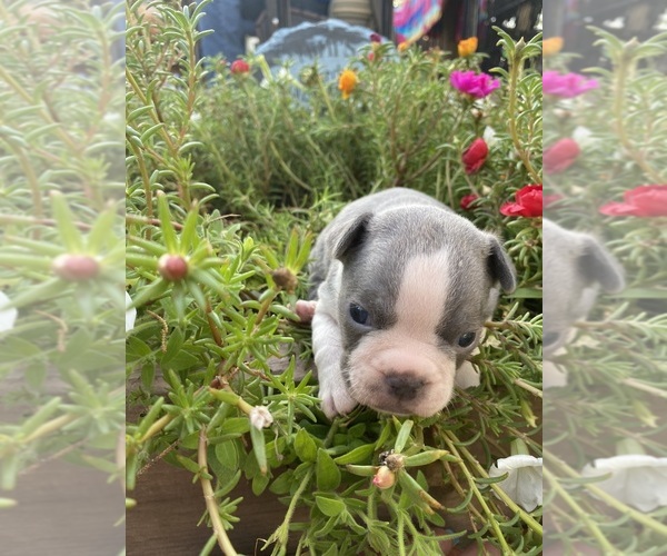 Medium Photo #11 Faux Frenchbo Bulldog Puppy For Sale in FREDONIA, KS, USA