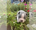 Small #10 Faux Frenchbo Bulldog