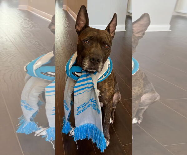 Medium Photo #3 Mutt Puppy For Sale in Tampa, FL, USA