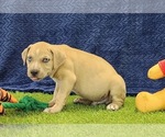 Small #2 Catahoula Leopard Dog