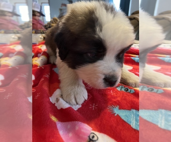 Medium Photo #24 Saint Bernard Puppy For Sale in NEW MARKET, IA, USA