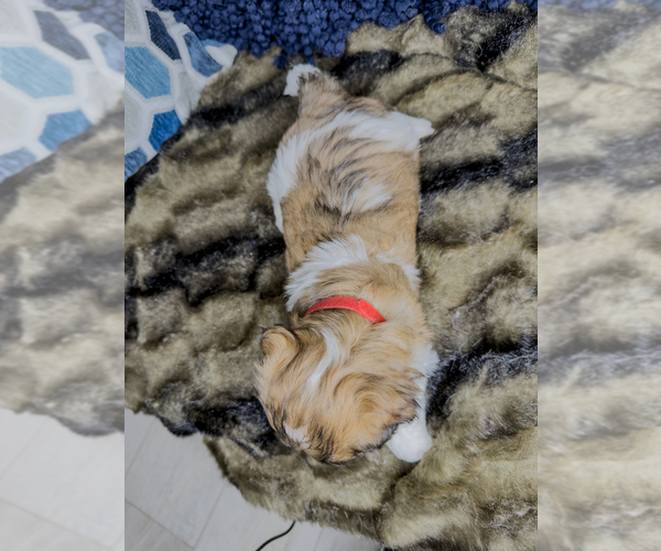 Medium Photo #22 Zuchon Puppy For Sale in CLERMONT, FL, USA