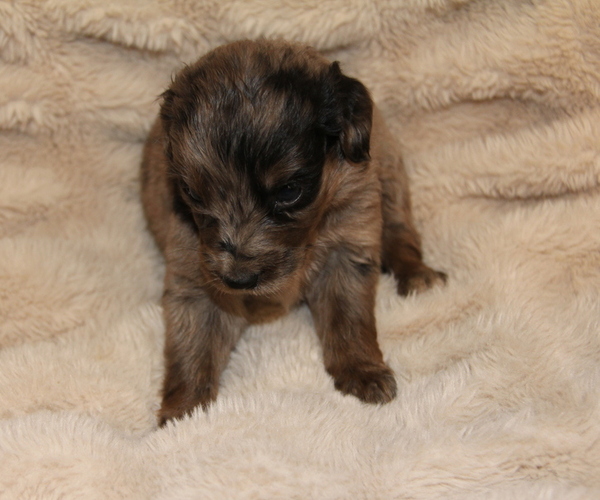 Medium Photo #3 Australian Shepherd Puppy For Sale in STEWART, MS, USA