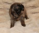 Small #2 Australian Shepherd