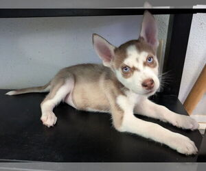 Siberian Husky Dogs for adoption in PIPE CREEK, TX, USA